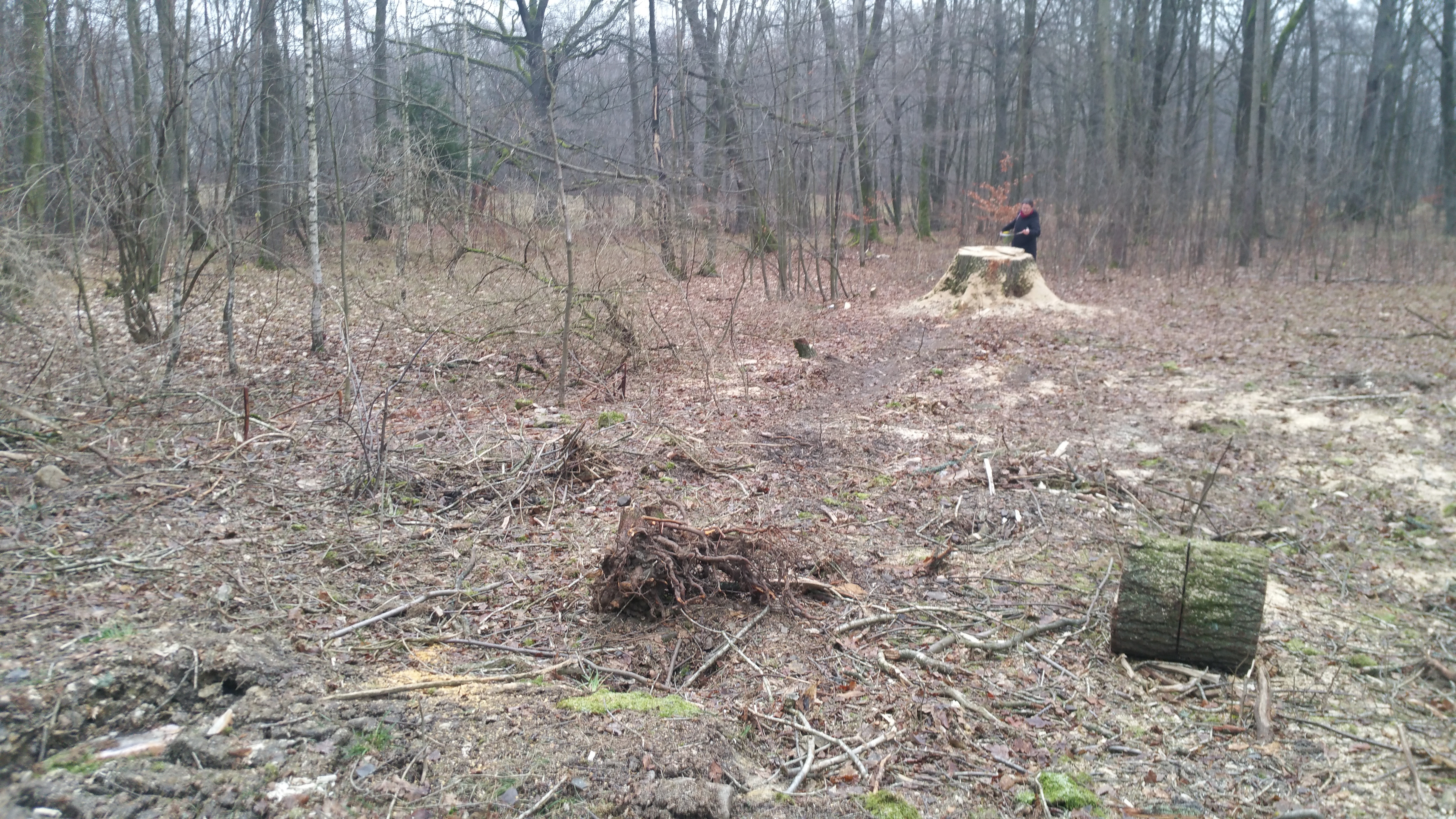 kradez stromu les | Město Varnsdorf