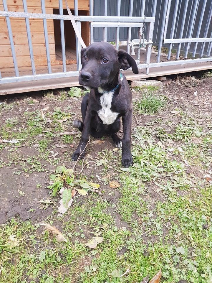 pes studanka | Město Varnsdorf